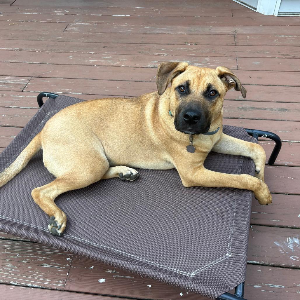 Enlarge CT Tyson (Home in Columbia CT), a Adoptable mixed breed in Eastford, CT image 4/5