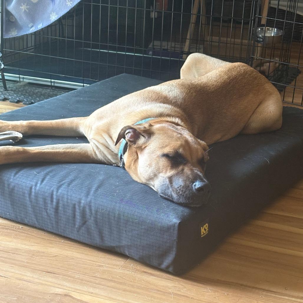 Enlarge CT Tyson (Home in Columbia CT), a Adoptable mixed breed in Eastford, CT image 5/5