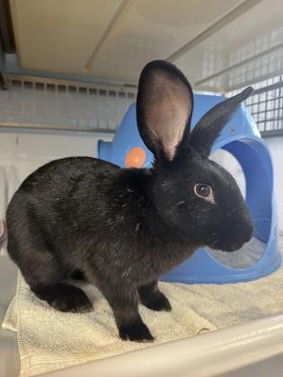 Enlarge John Howard, a ADOPTABLE American in Reisterstown, MD image 2/2