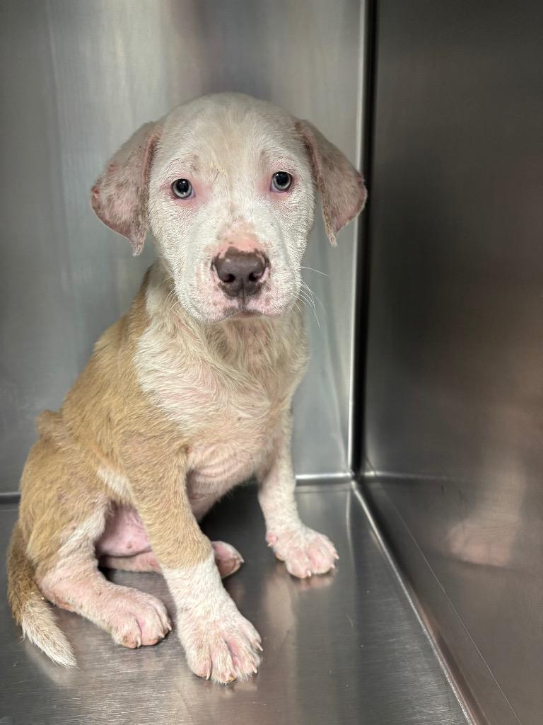 Enlarge Moose, a Adoptable Mixed Breed in Jonesboro, AR image 1/4