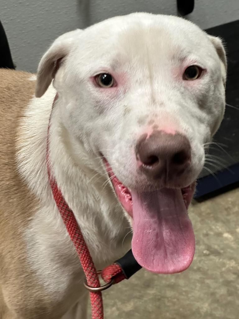 Enlarge Moose, a Adoptable Mixed Breed in Jonesboro, AR image 2/4