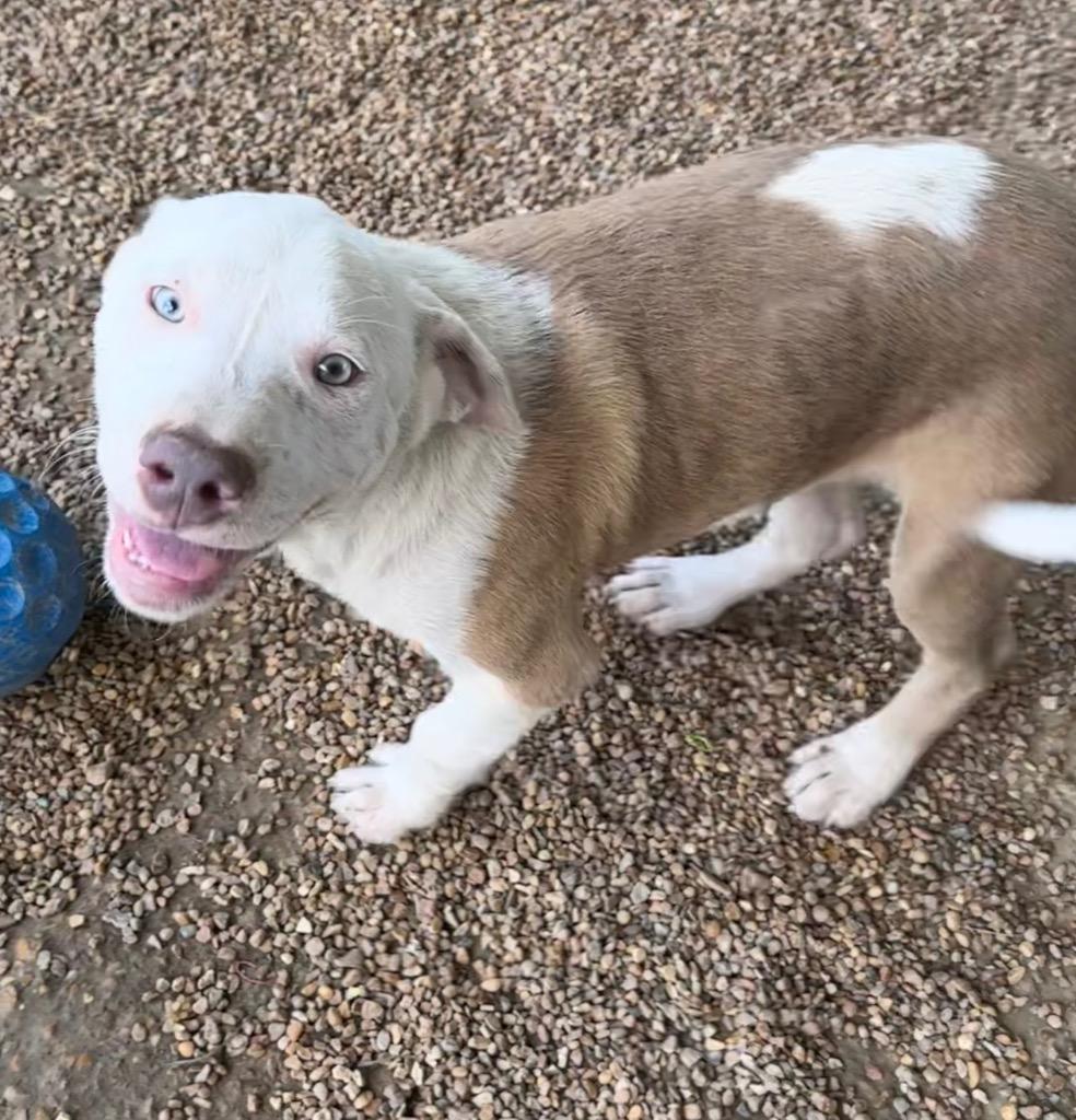 Enlarge Moose, a Adoptable Mixed Breed in Jonesboro, AR image 4/4