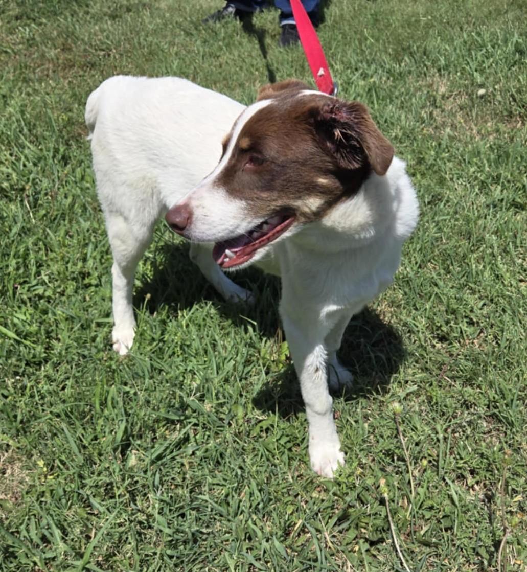 Rocky, an adoptable Australian Cattle Dog / Blue Heeler, Australian Shepherd in Larned, KS, 67550 | Photo Image 1