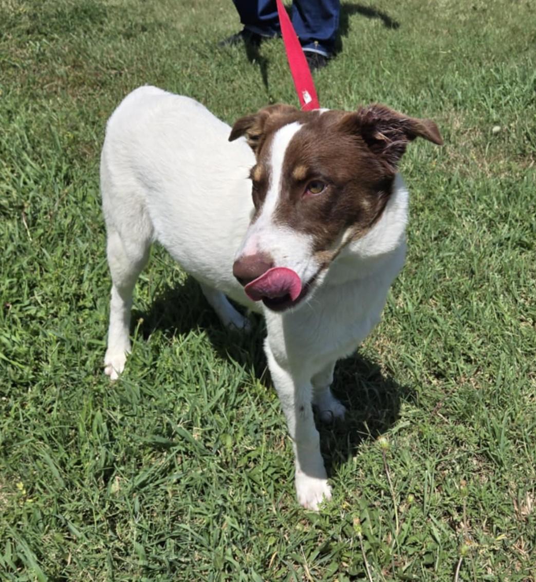 Rocky, a Adoptable mixed breed in Larned, KS image 2/3