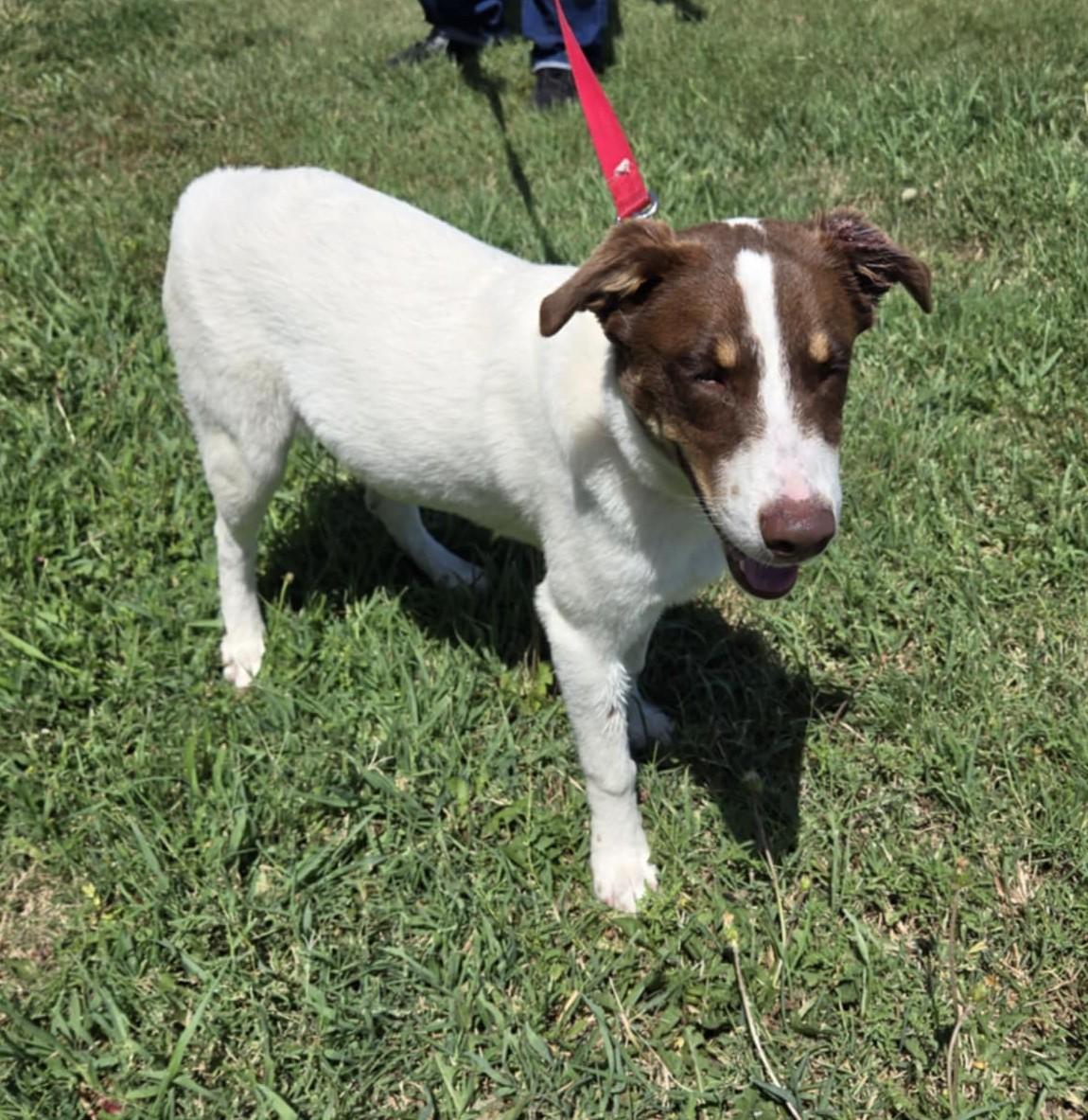 Rocky, an adoptable Australian Cattle Dog / Blue Heeler, Australian Shepherd in Larned, KS, 67550 | Photo Image 2