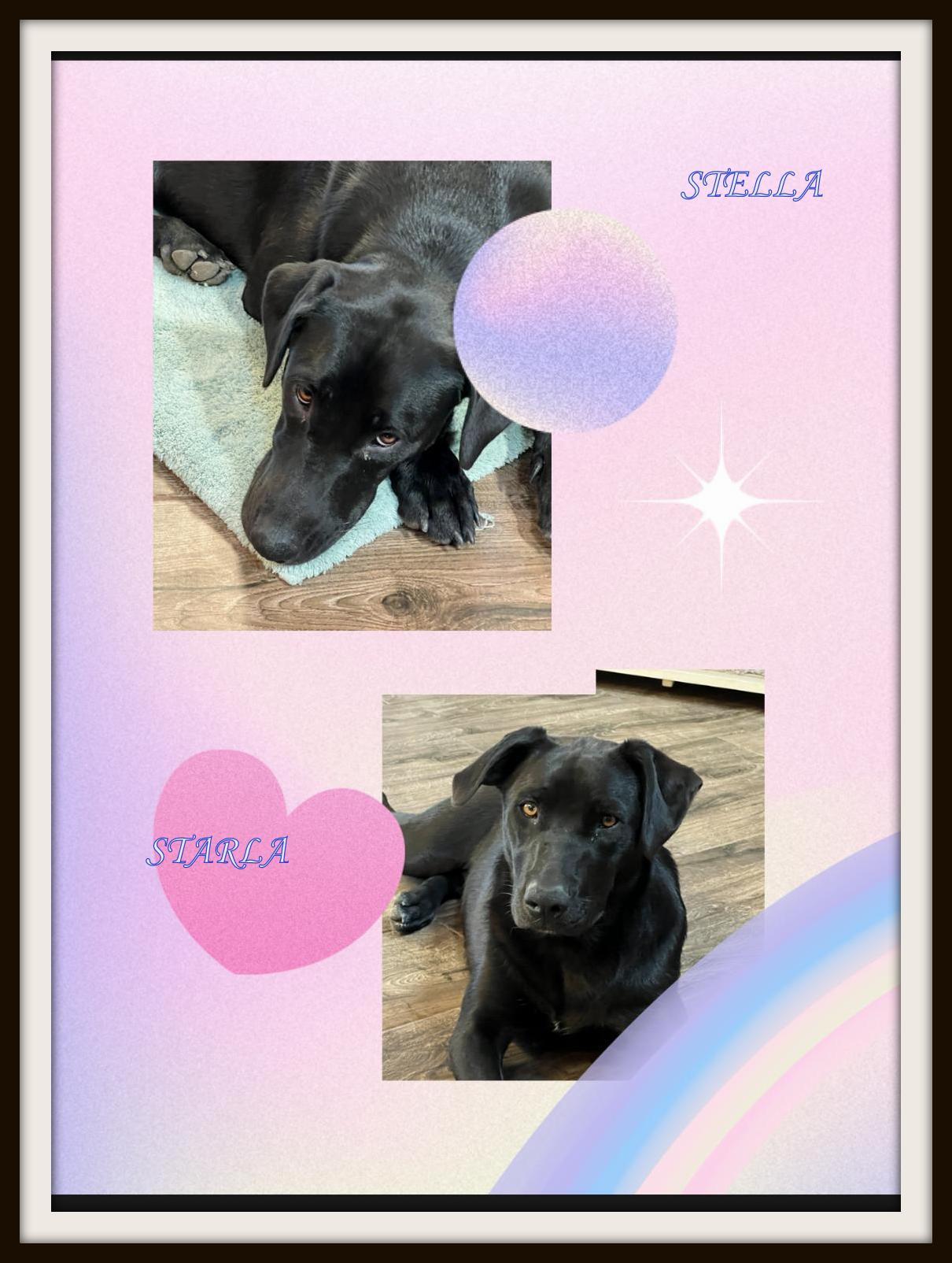 Stella and Starla, a Adoptable Labrador Retriever in Auburn, KS image 1/5