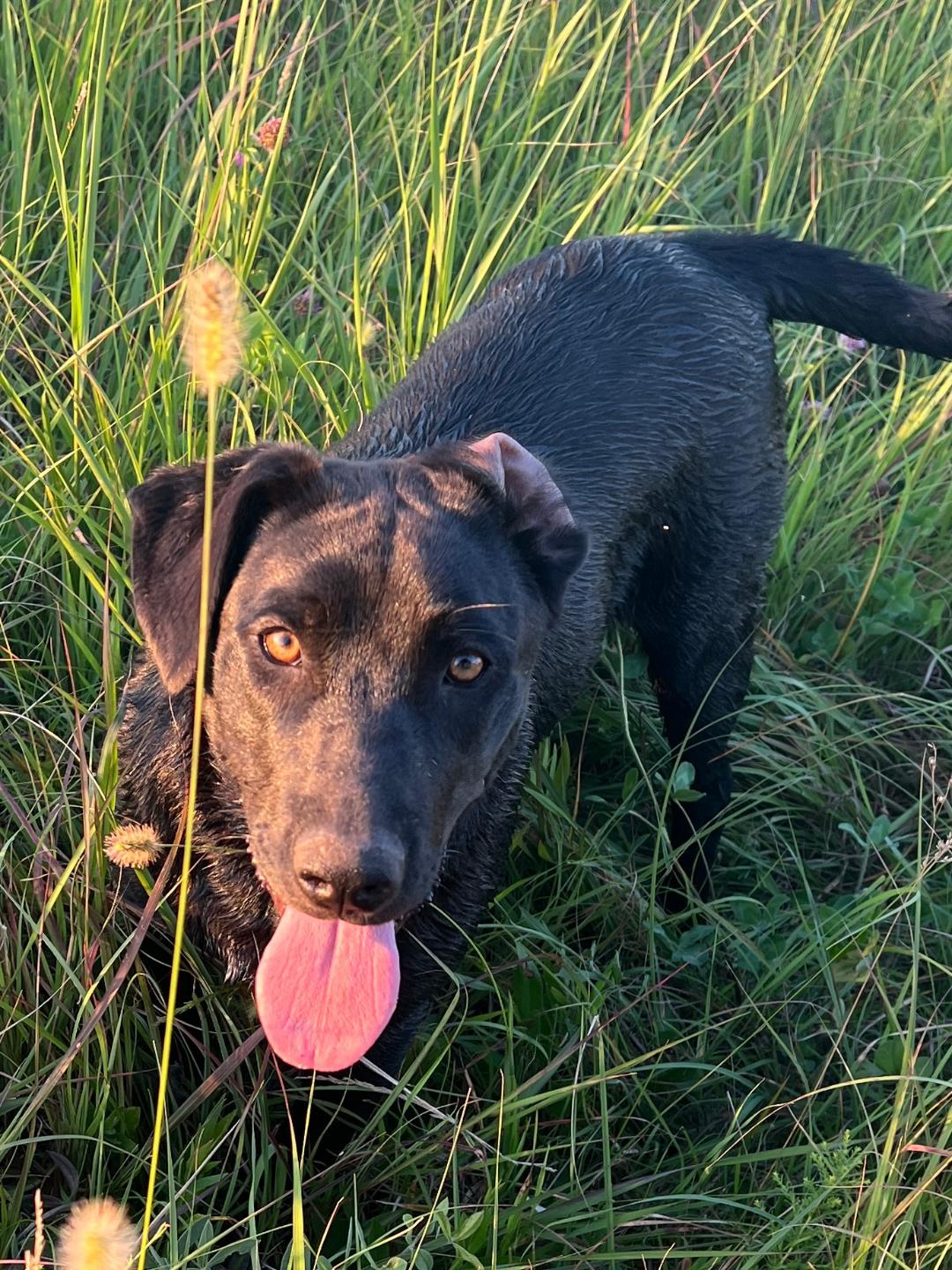 Stella and Starla, a Adoptable Labrador Retriever in Auburn, KS image 2/5