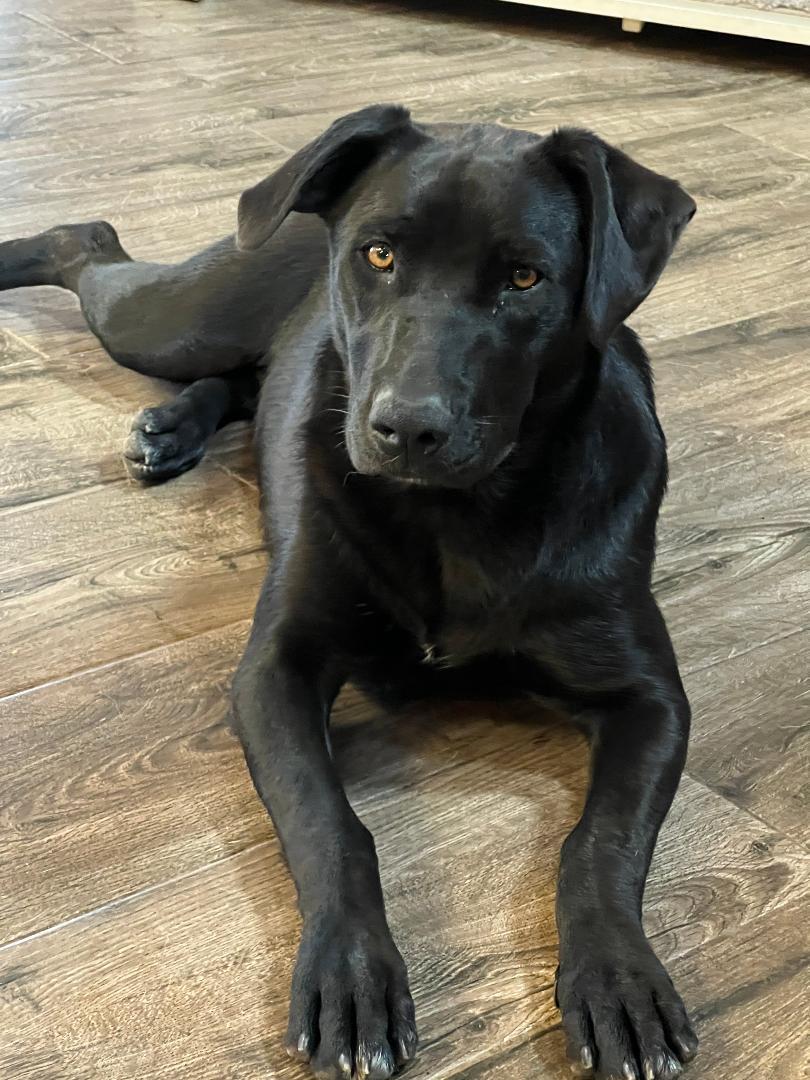 Stella and Starla, a Adoptable Labrador Retriever in Auburn, KS image 3/5