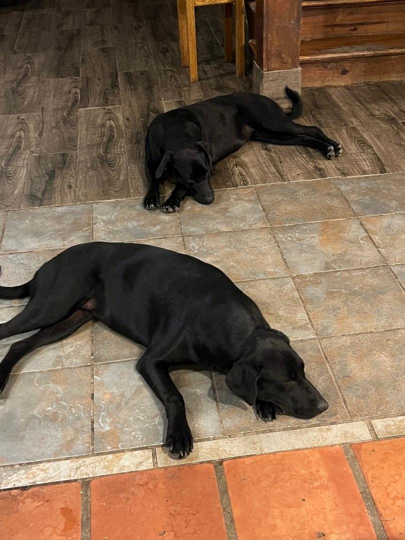 Stella and Starla, a Adoptable Labrador Retriever in Auburn, KS image 4/5