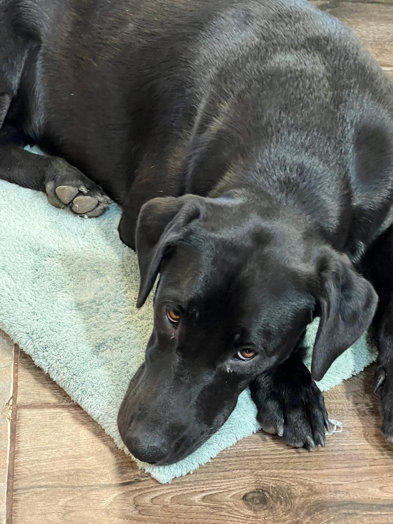 Stella and Starla, a Adoptable Labrador Retriever in Auburn, KS image 5/5