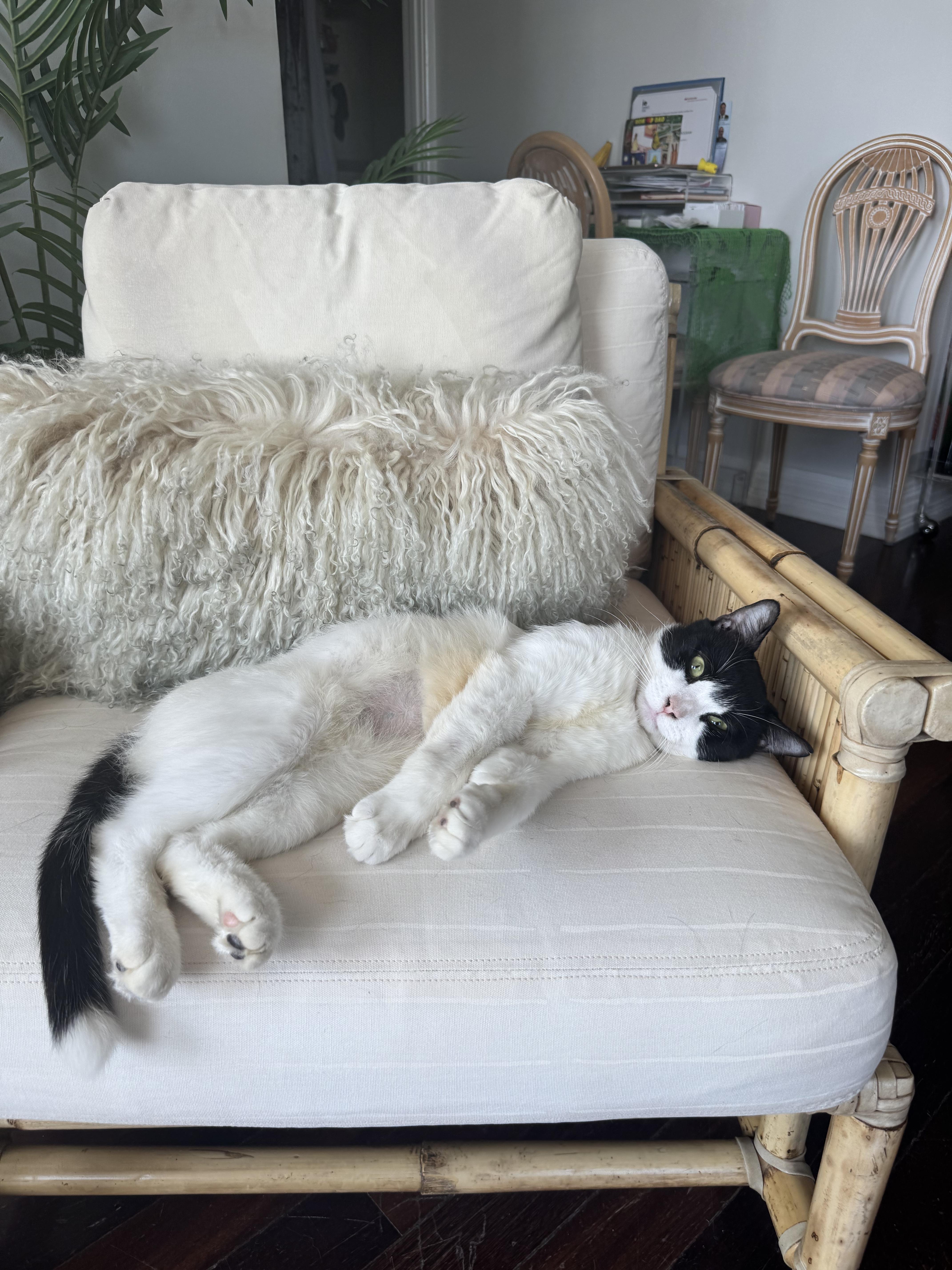 Enlarge Manolo, a Adopted Domestic Short Hair in Brooklyn, NY image 2/4