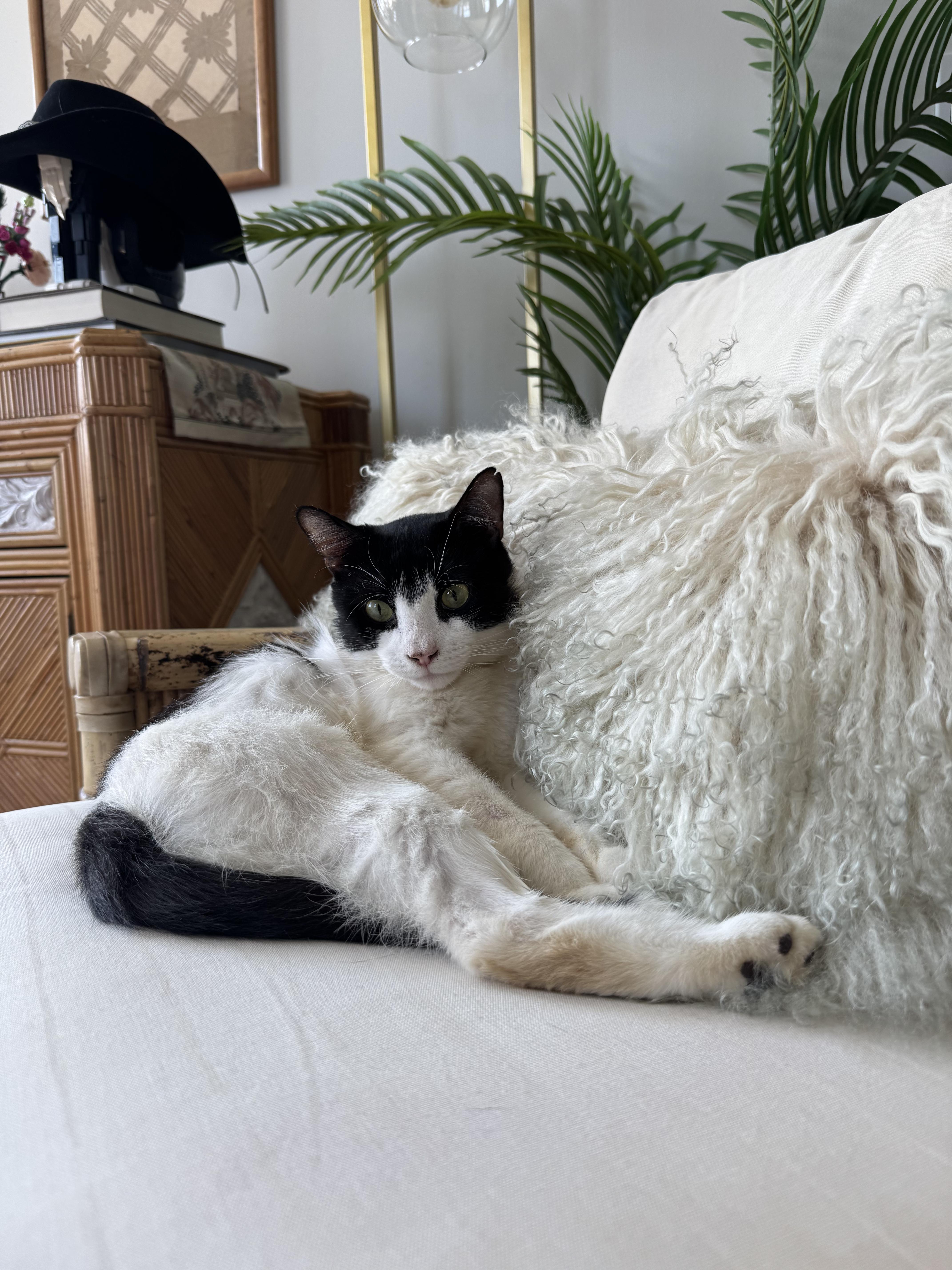 Enlarge Manolo, a Adopted Domestic Short Hair in Brooklyn, NY image 1/4