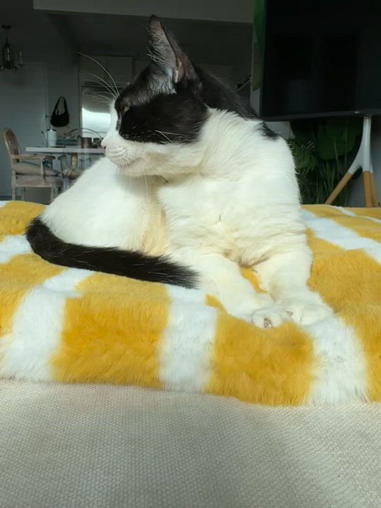 Enlarge Manolo, a Adopted Domestic Short Hair in Brooklyn, NY video 4/4