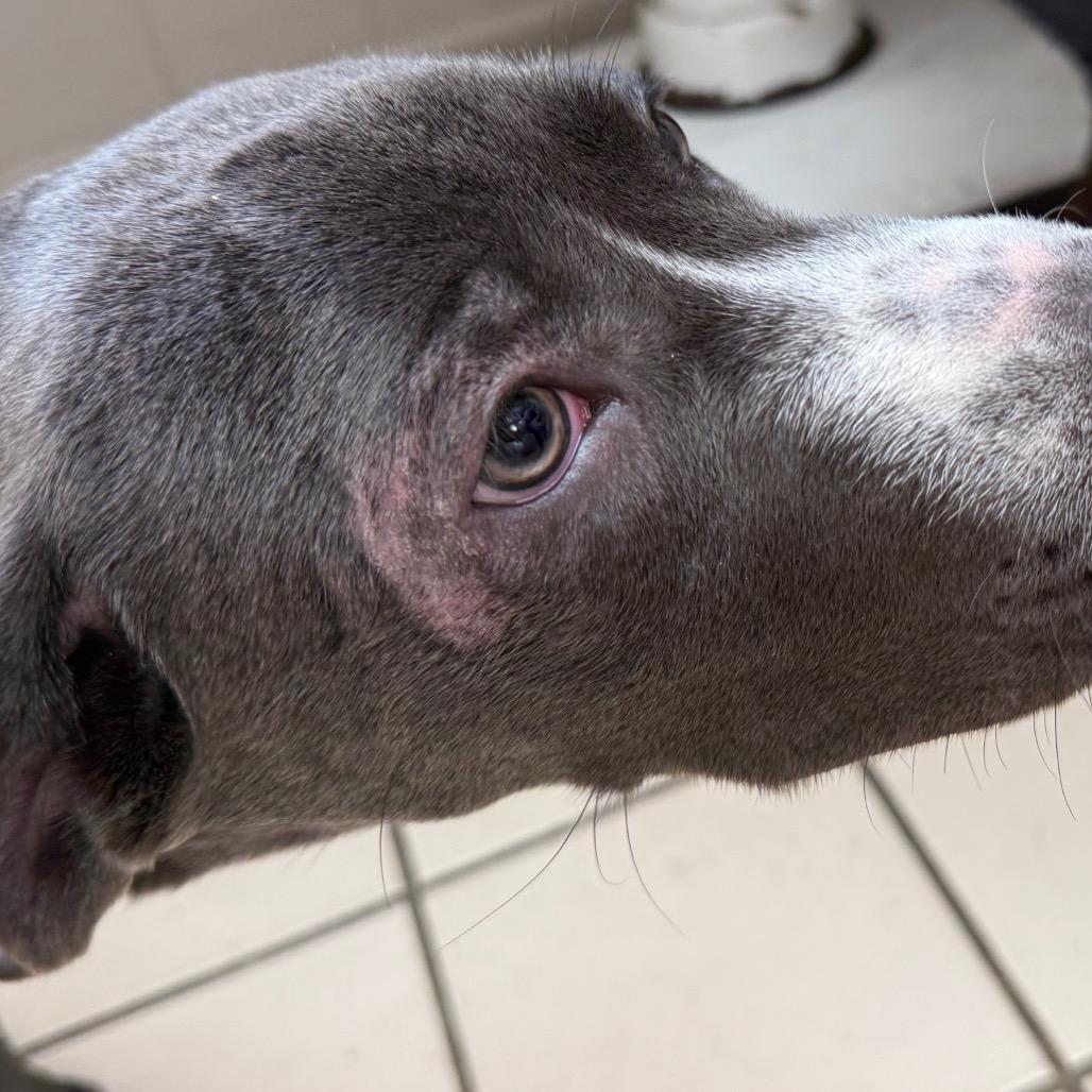 Raya — thumbnail 3