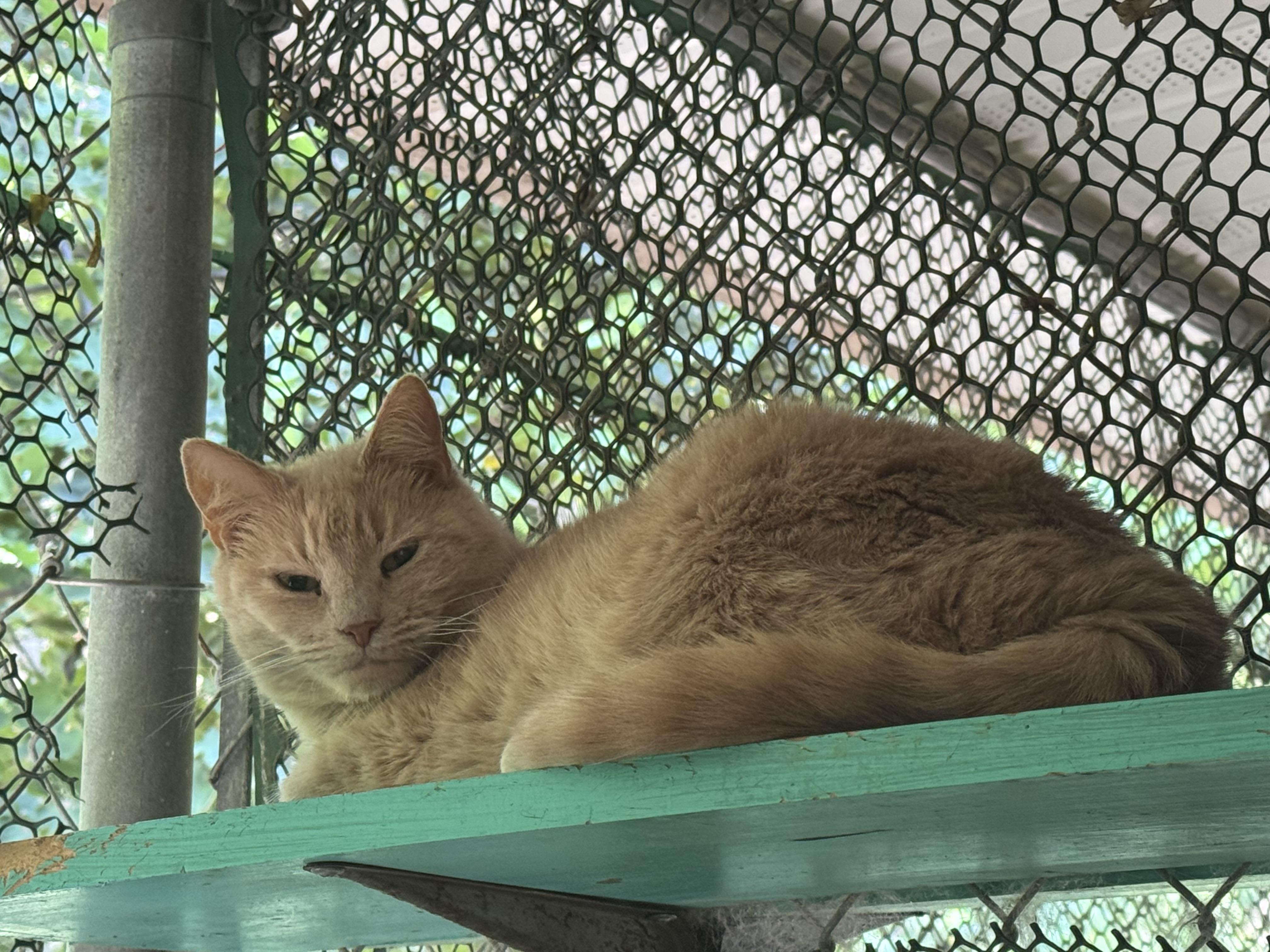 Sunny, an adoptable Domestic Short Hair in Pottsville, PA, 17901 | Photo Image 1