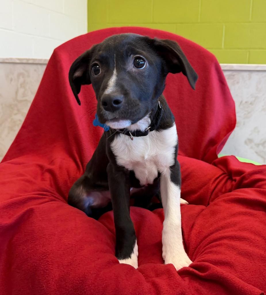 Enlarge Julian, a Adoptable mixed breed in Columbia, IL image 1/3