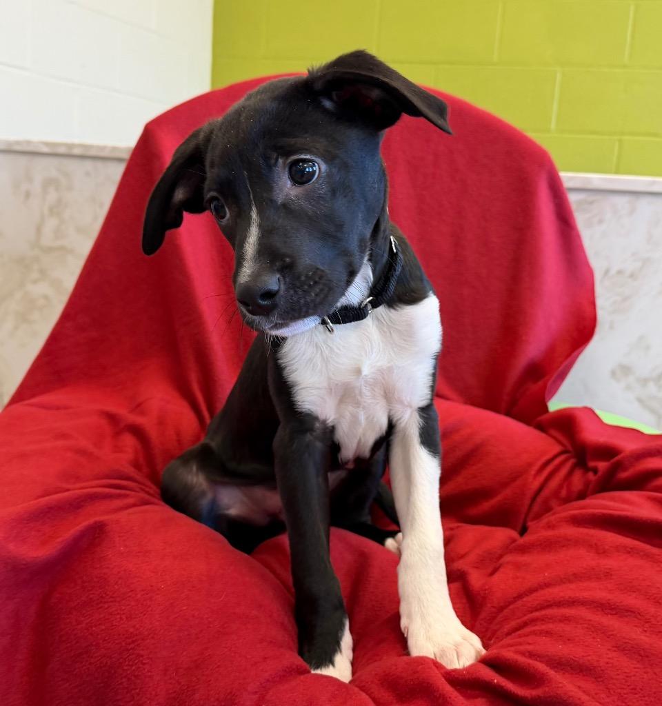 Enlarge Julian, a Adoptable mixed breed in Columbia, IL image 2/3