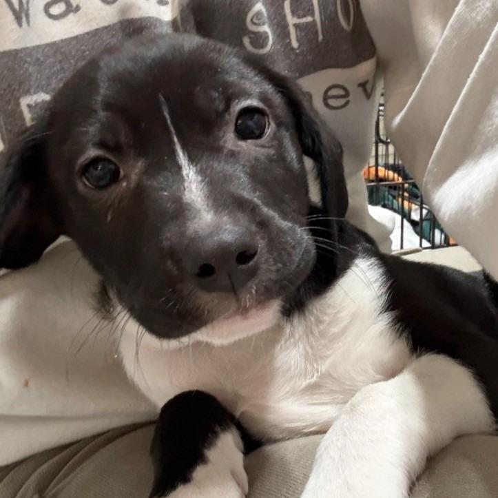 Enlarge Julian, a Adoptable mixed breed in Columbia, IL image 3/3