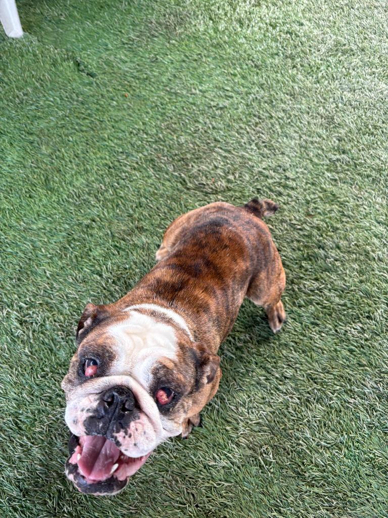 Enlarge Rosie, a Adoptable American Bulldog in Newman, CA image 1/5