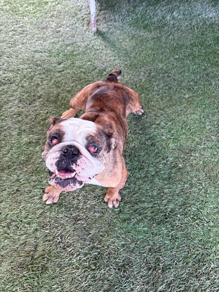 Enlarge Rosie, a Adoptable American Bulldog in Newman, CA image 2/5