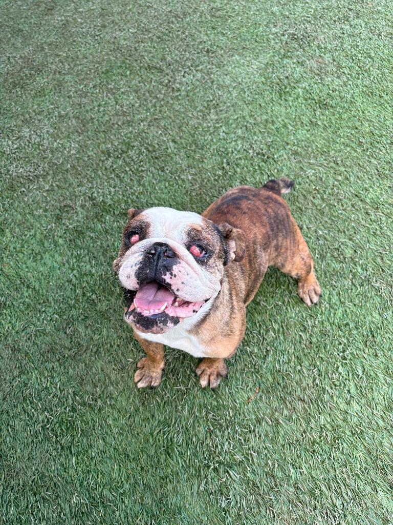 Enlarge Rosie, a Adoptable American Bulldog in Newman, CA image 4/5