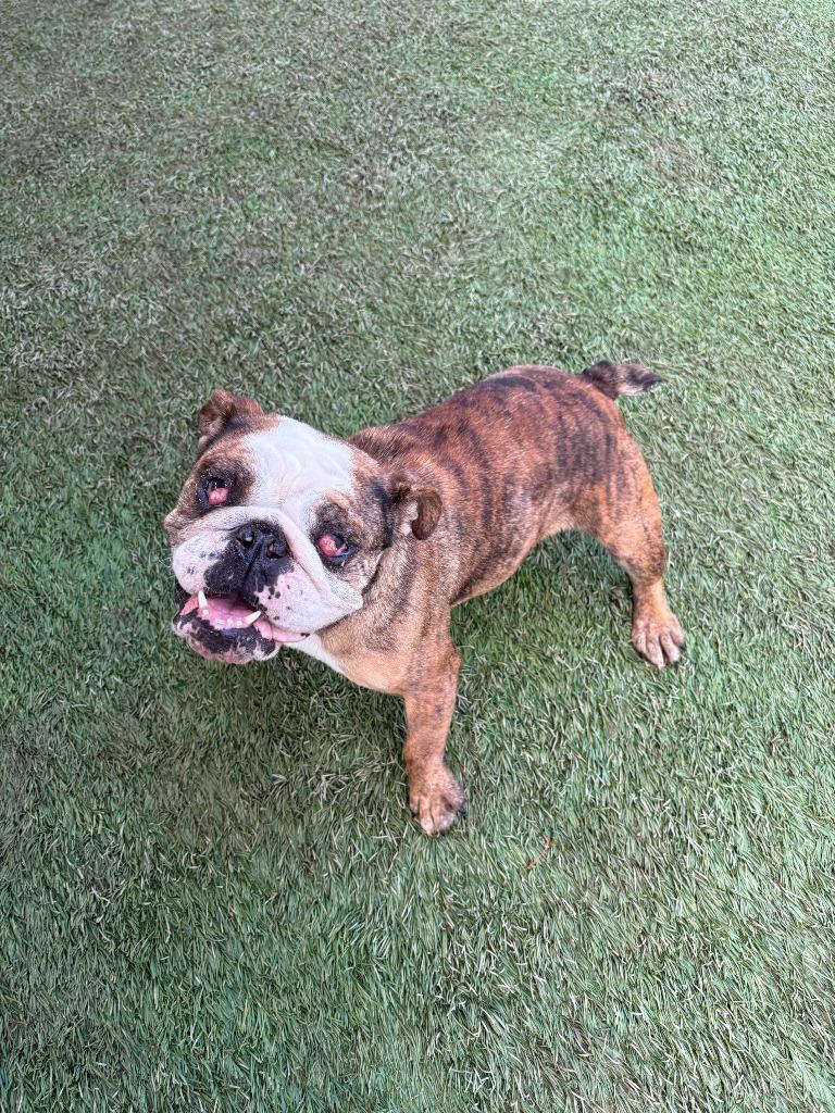 Enlarge Rosie, a Adoptable American Bulldog in Newman, CA image 5/5