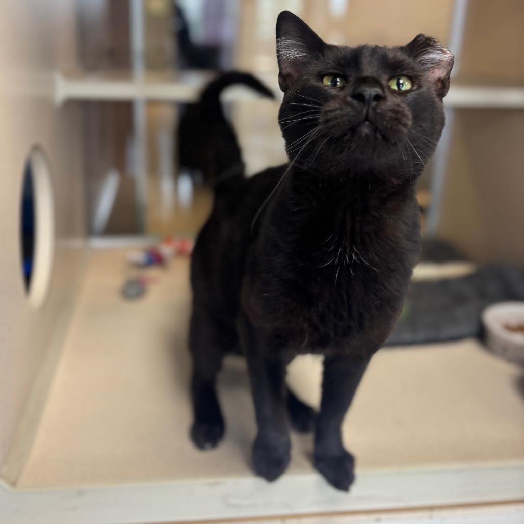 Barnie, Adoptable, Young Male Domestic Short Hair.