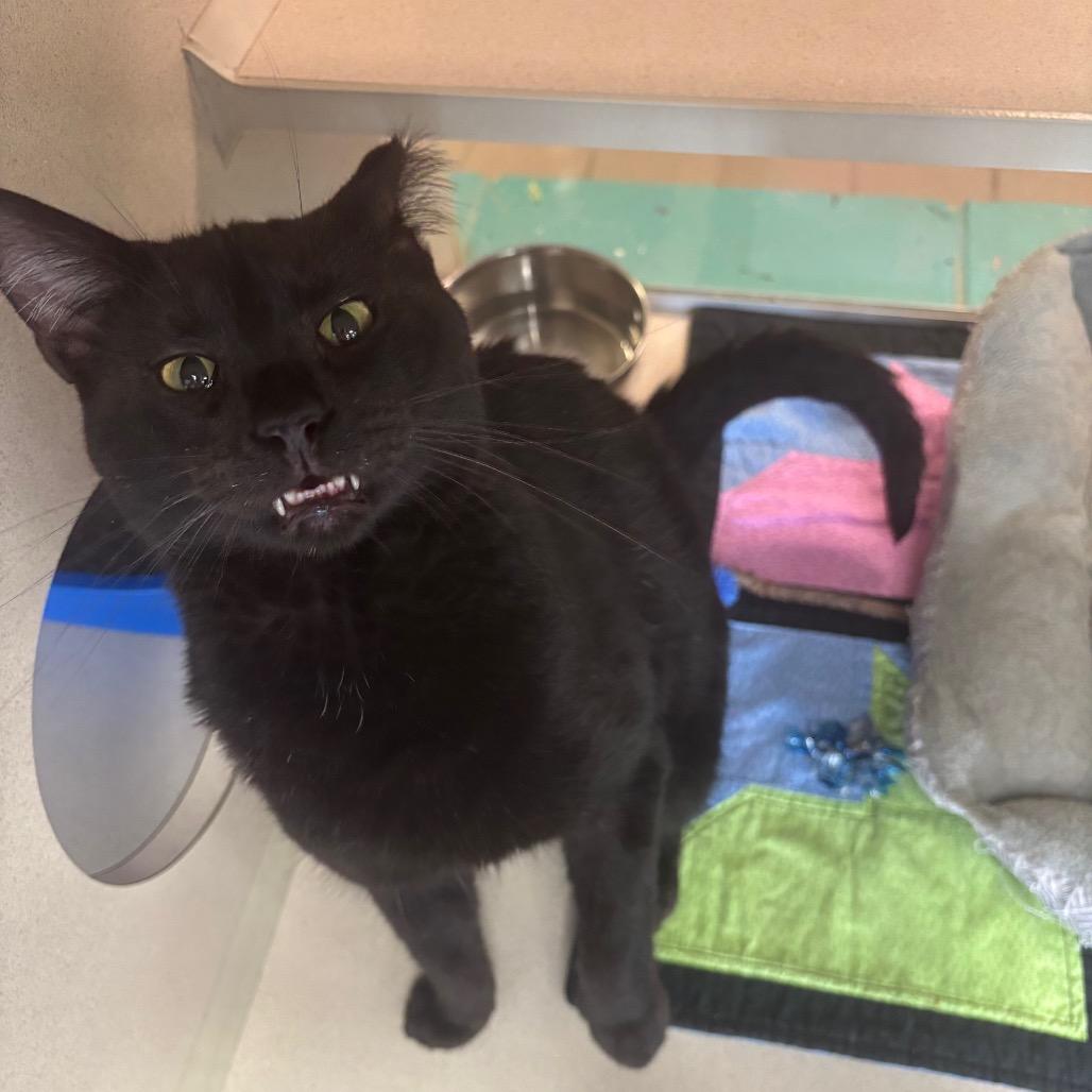 Enlarge Barnie, a Adoptable Domestic Short Hair in Marshalltown, IA image 2/2