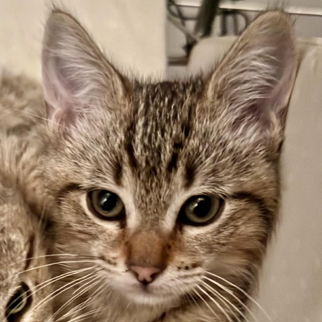 Pugsley, a Adoptable Domestic Short Hair in Tustin, CA image 1/5