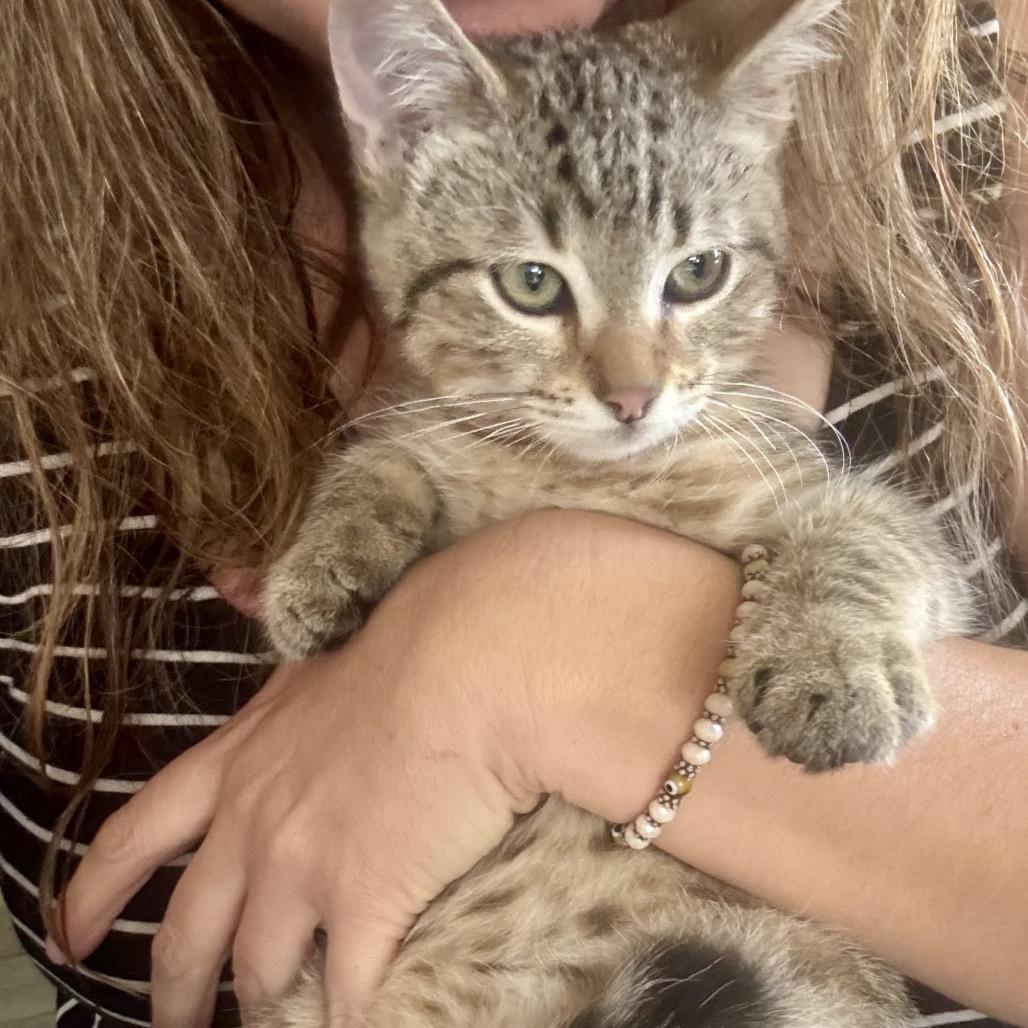 Pugsley, a Adoptable Domestic Short Hair in Tustin, CA image 2/5