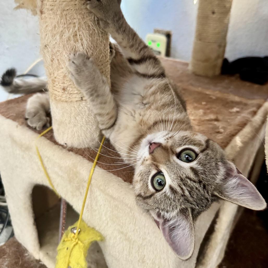 Pugsley, a Adoptable Domestic Short Hair in Tustin, CA image 3/5