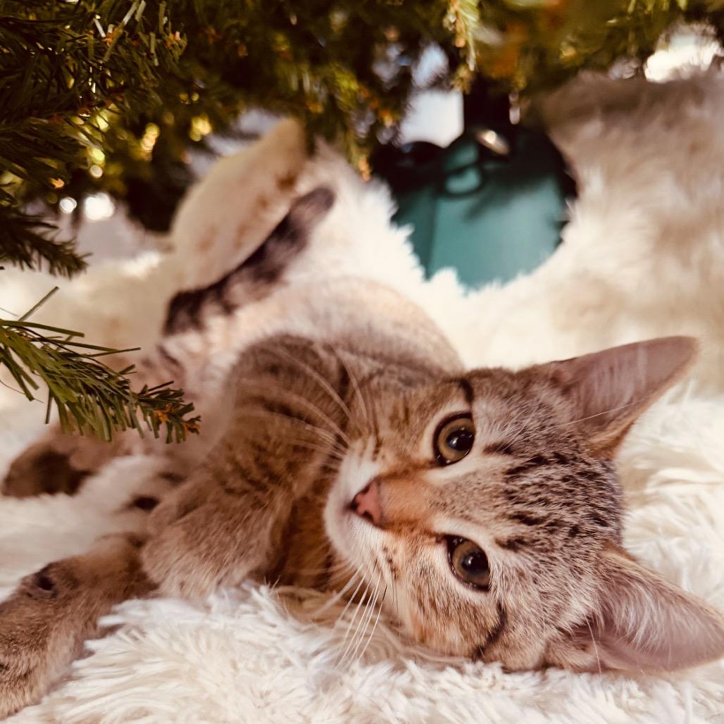 Pugsley, a Adoptable Domestic Short Hair in Tustin, CA image 4/5