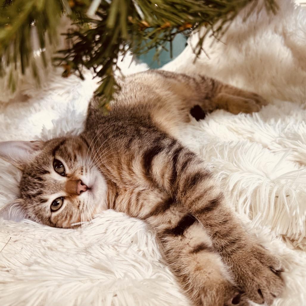 Pugsley, a Adoptable Domestic Short Hair in Tustin, CA image 5/5