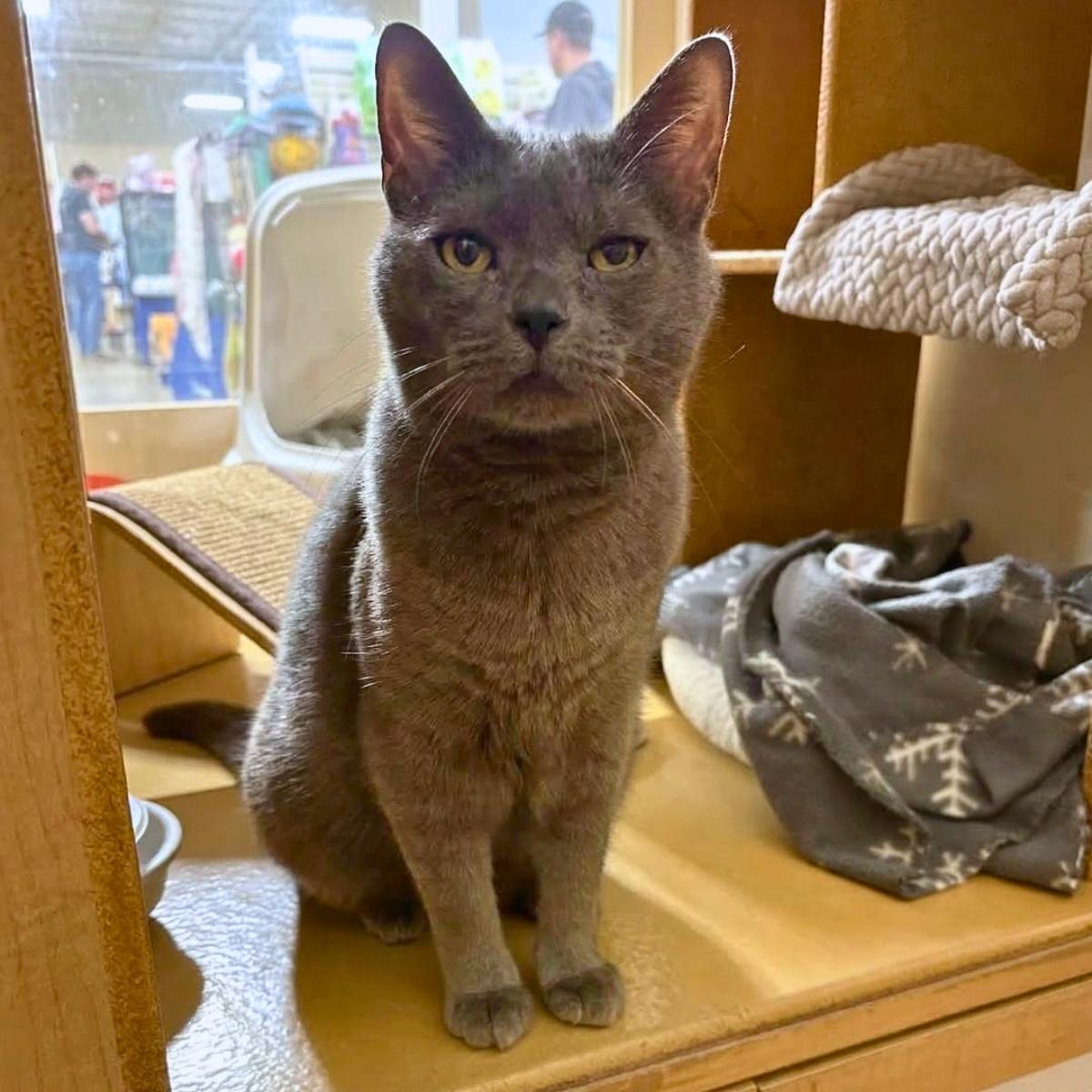 Duke (& Baron), a ADOPTABLE Russian Blue in Manhattan Beach, CA image 2/3