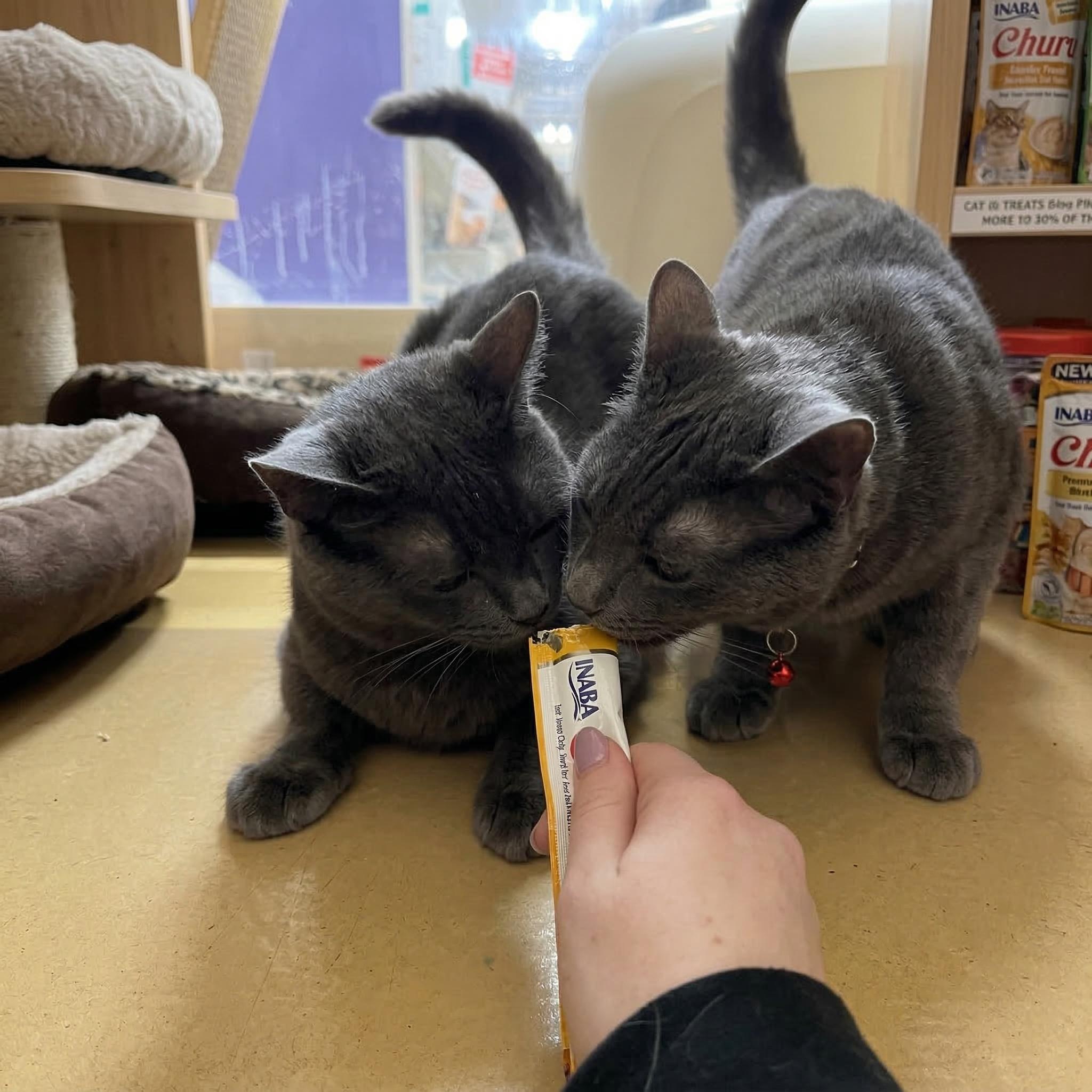 Enlarge Duke (Must Go With Baron), a ADOPTABLE Russian Blue in Manhattan Beach, CA image 3/3