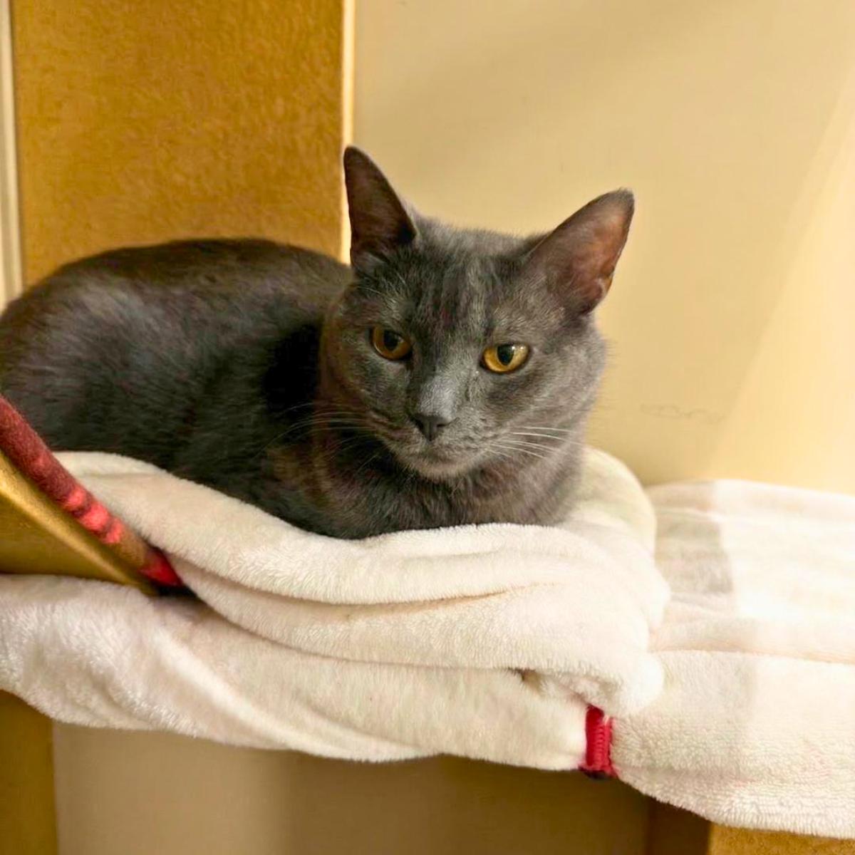 Duke (& Baron), ADOPTABLE, Adult Male Russian Blue.