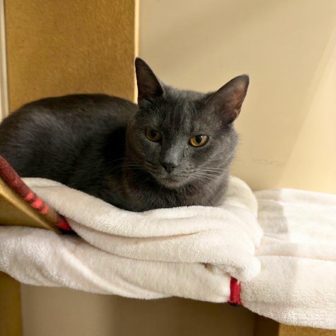Enlarge Duke (Must Go With Baron), a ADOPTABLE Russian Blue in Manhattan Beach, CA image 2/3