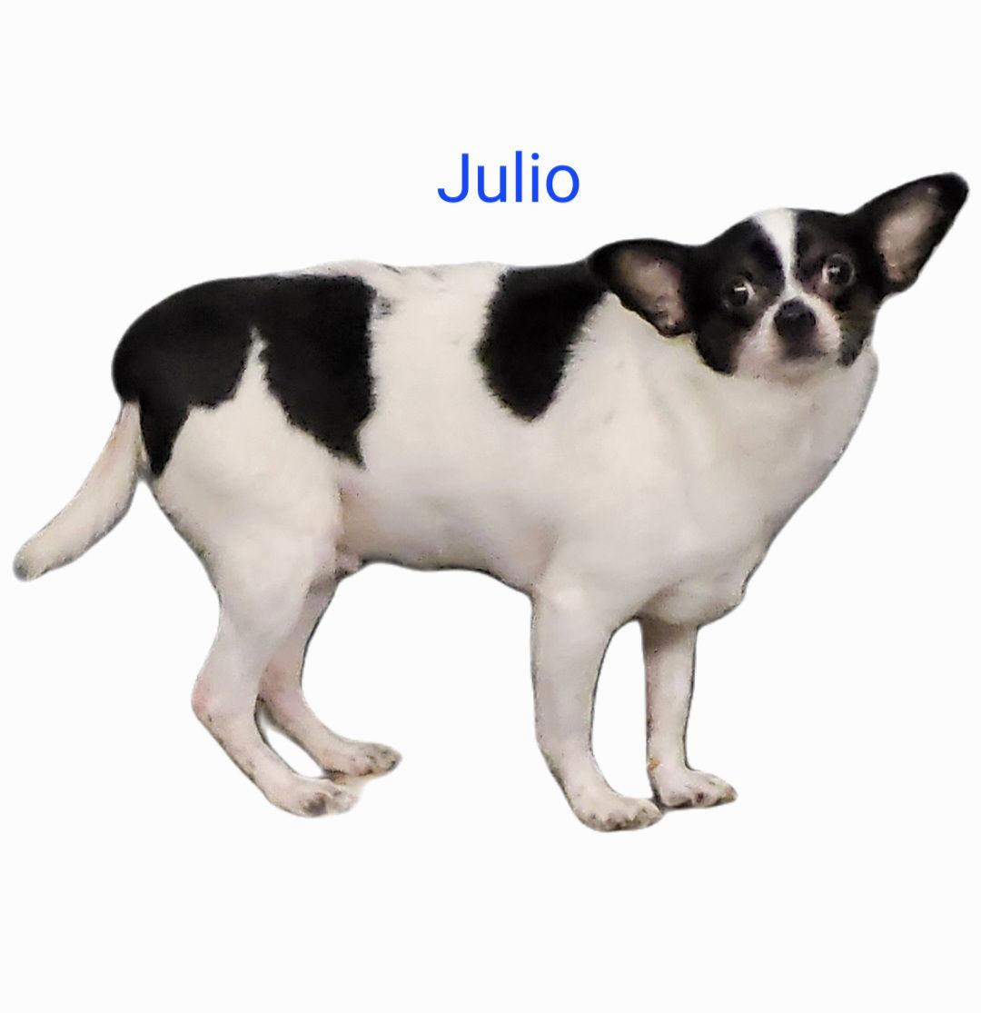 Julio, a Adoptable Chihuahua in Thomasville, NC image 2/4