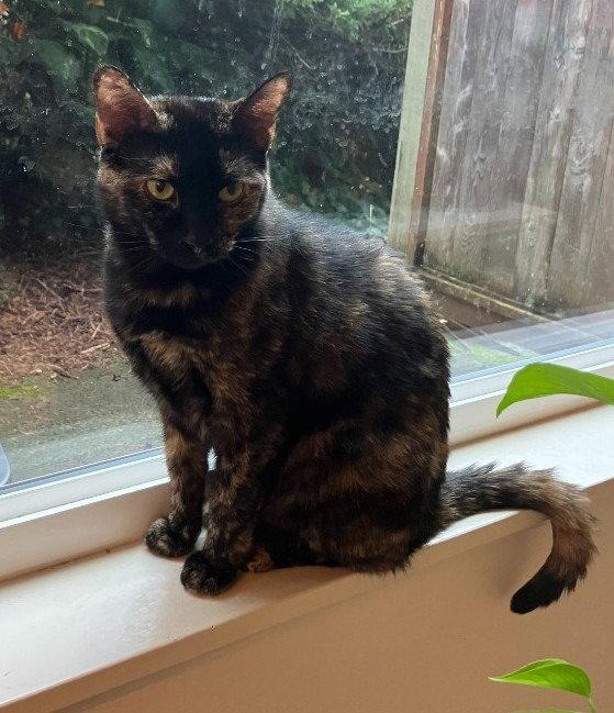 Gypsy, Adoptable, Young Female Domestic Short Hair.