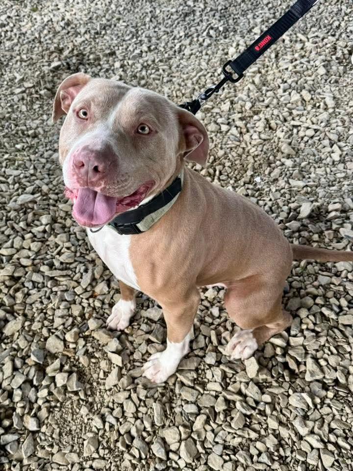 XOLONE, a Adoptable Pit Bull Terrier in Millerstown, PA image 5/6