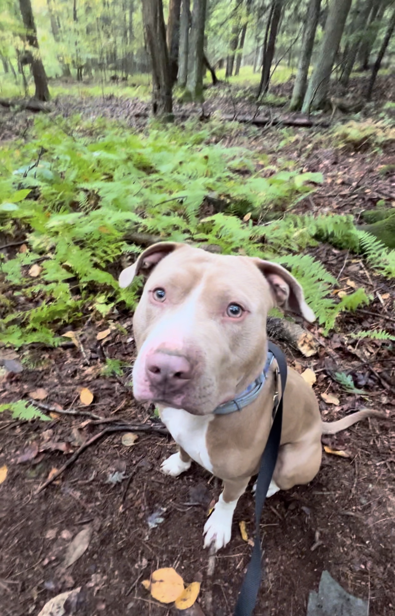 XOLONE, Adult Male Pit Bull Terrier
