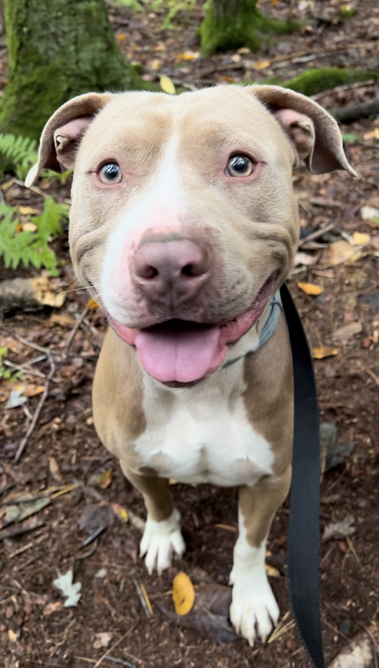 Enlarge XOLONE, a Adoptable Pit Bull Terrier in Millerstown, PA image 3/6