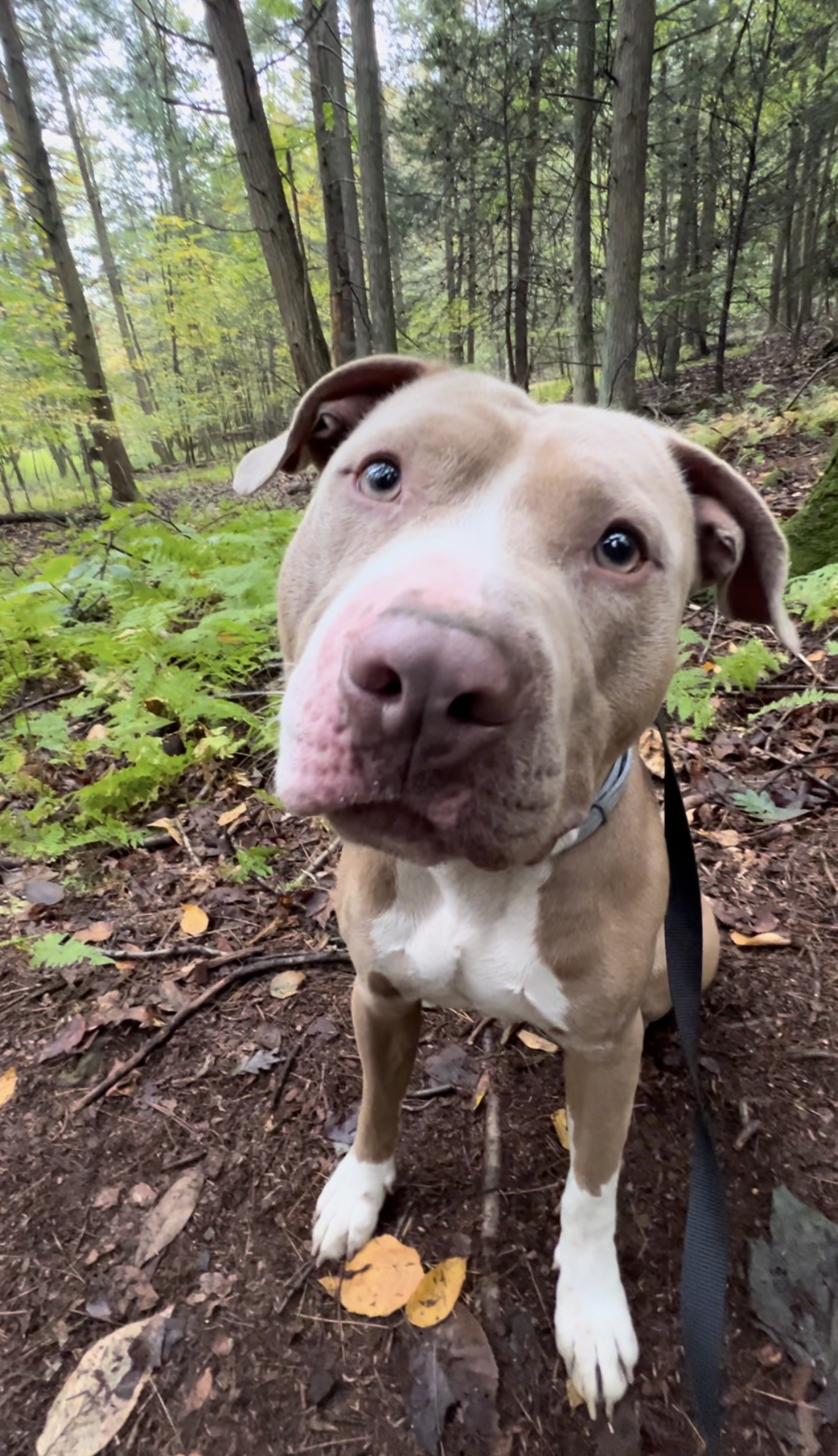 Enlarge XOLONE, a Adoptable Pit Bull Terrier in Millerstown, PA image 4/6