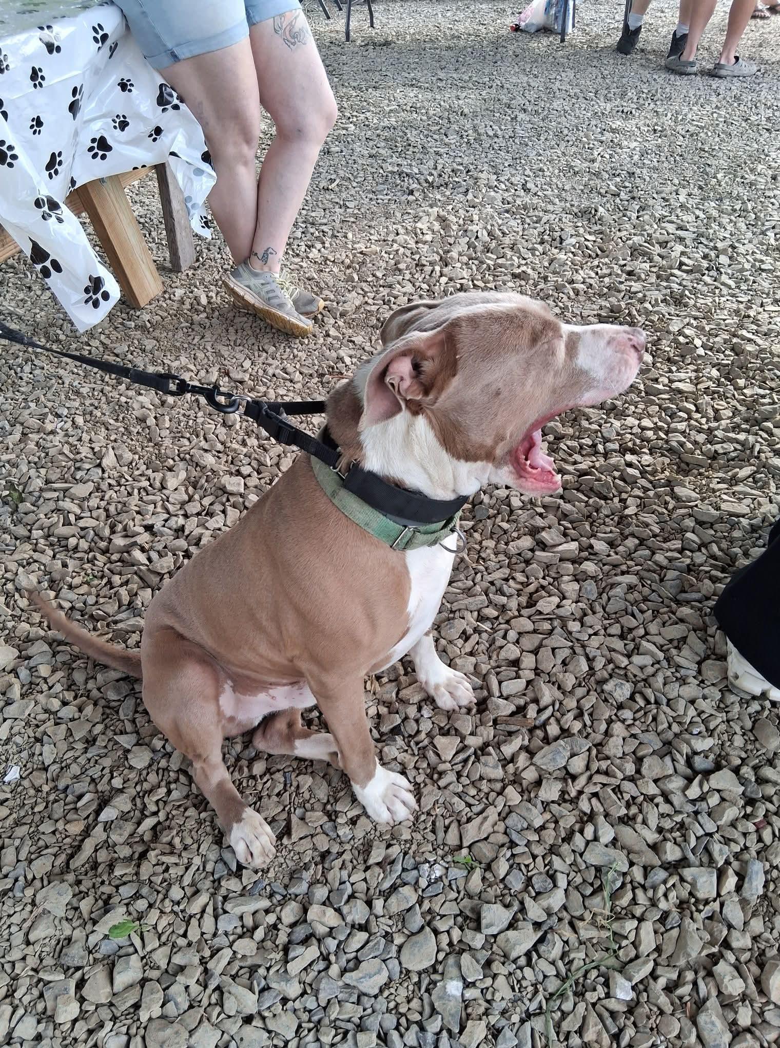 XOLONE, a Adoptable Pit Bull Terrier in Millerstown, PA image 6/6