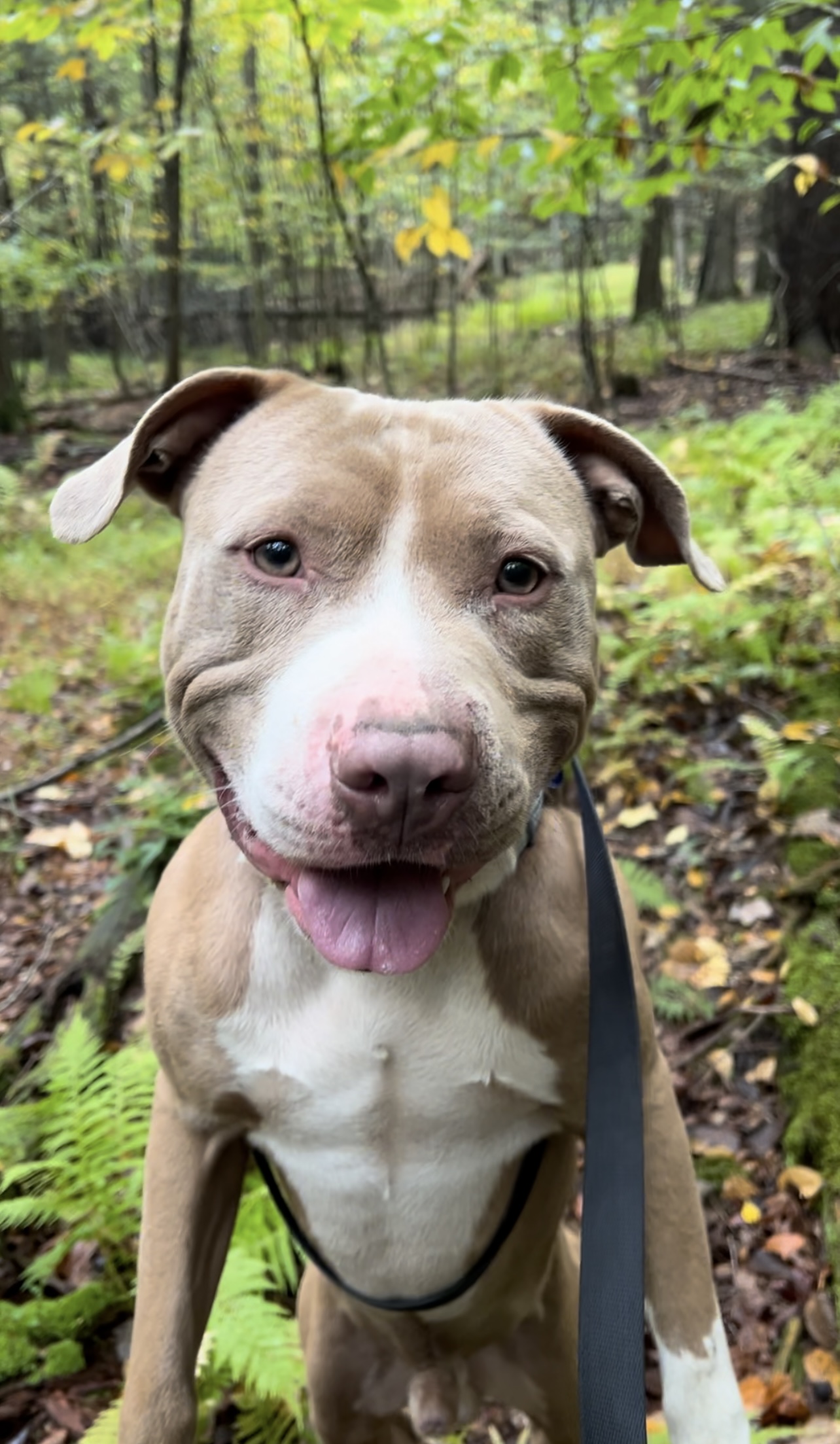 Enlarge XOLONE, a Adoptable Pit Bull Terrier in Millerstown, PA image 5/6