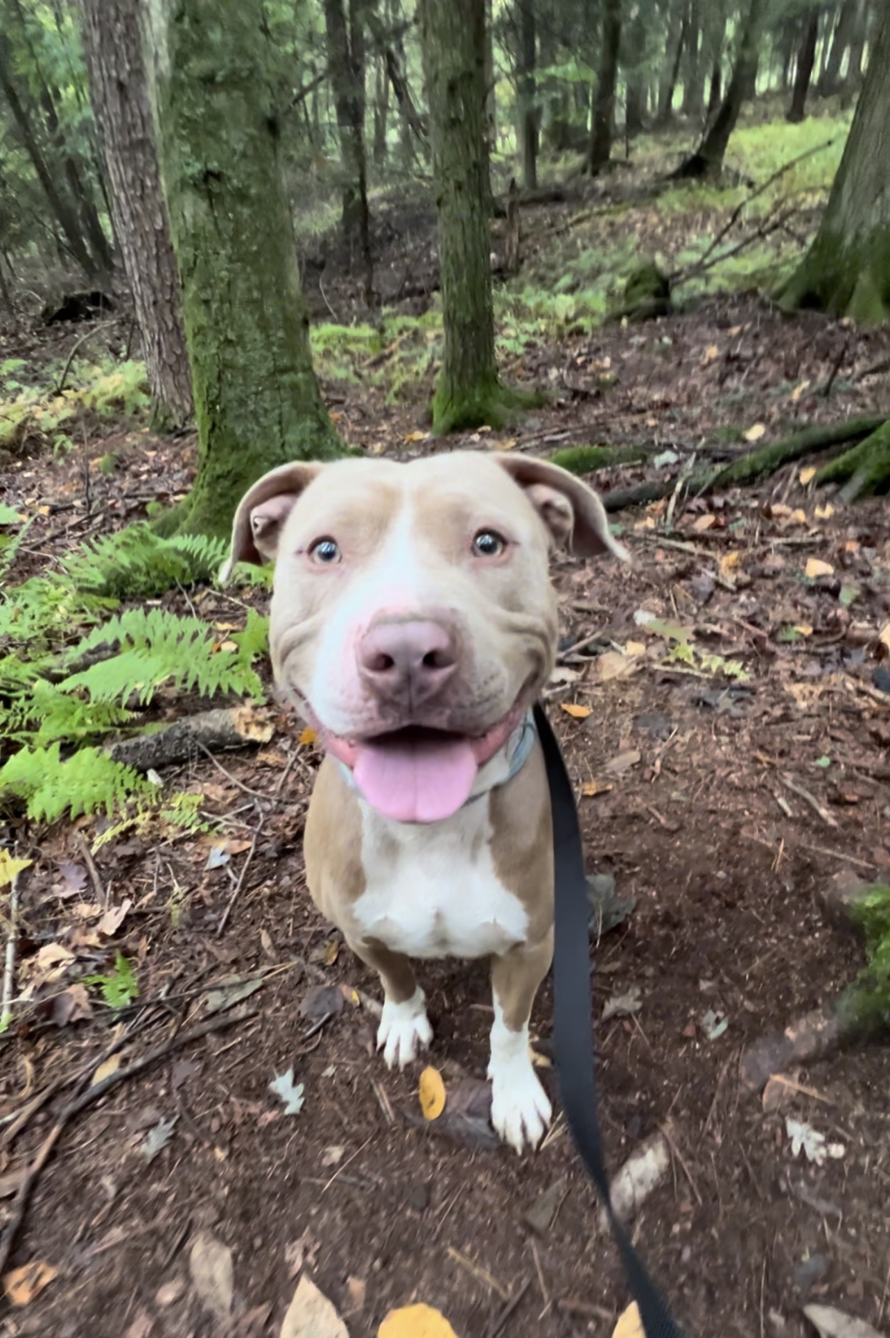 Enlarge XOLONE, a Adoptable Pit Bull Terrier in Millerstown, PA image 2/6