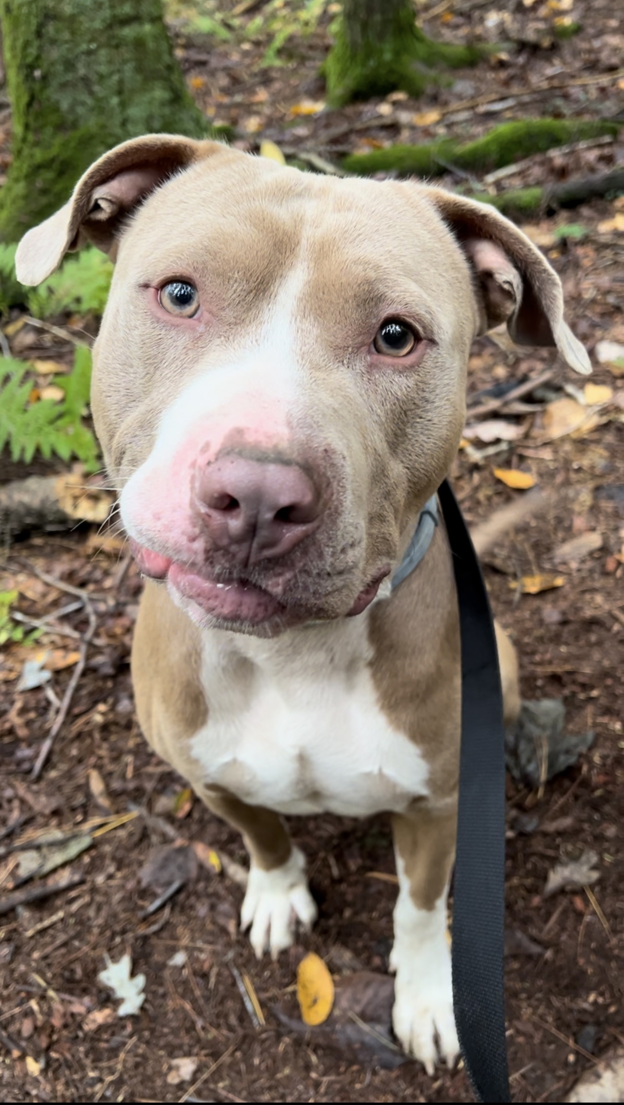 Enlarge XOLONE, a Adoptable Pit Bull Terrier in Millerstown, PA image 6/6