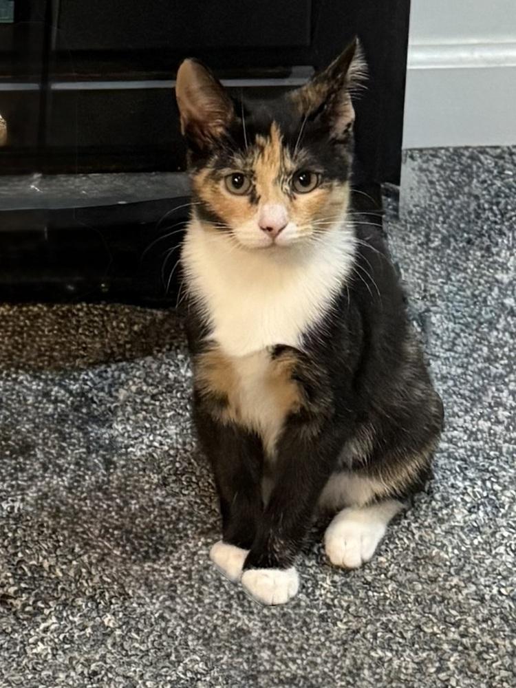 Thalia and Poppy, Adoptable, Young Female Domestic Short Hair.