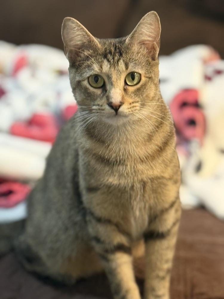 Enlarge Thalia and Poppy, a Adoptable Domestic Short Hair in Westwood, NJ image 2/6