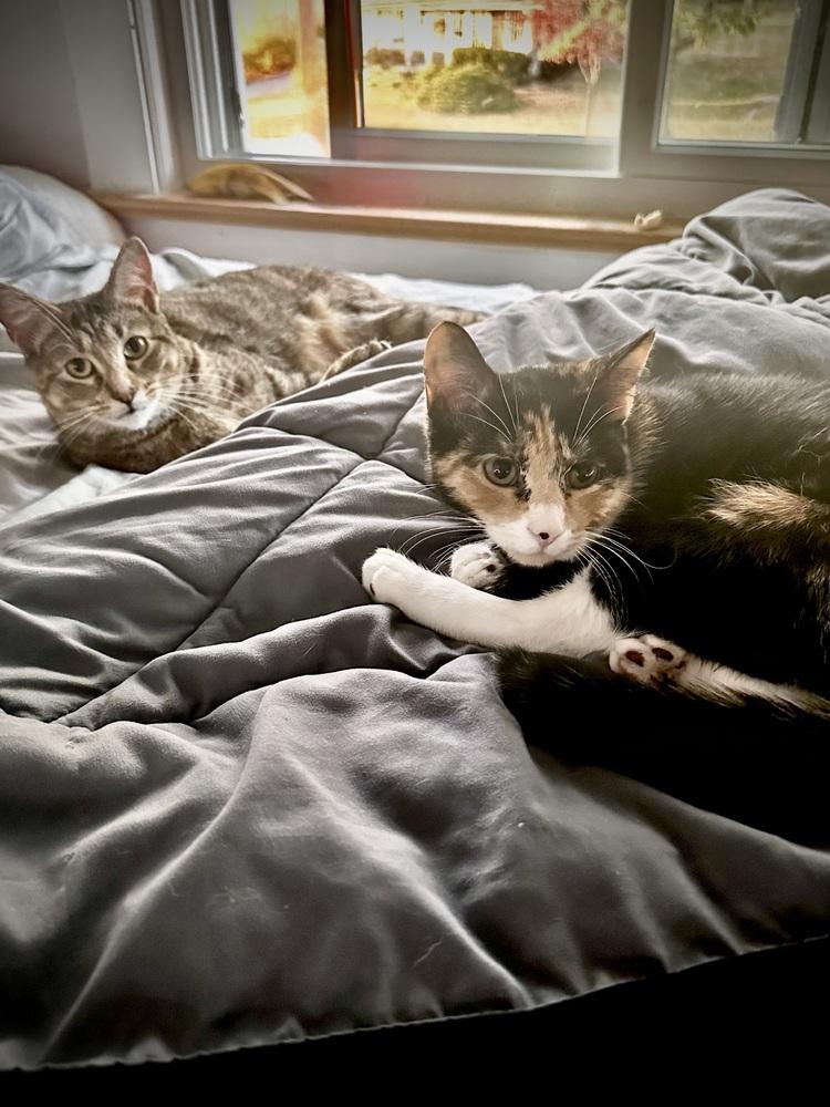 Enlarge Thalia and Poppy, a Adoptable Domestic Short Hair in Westwood, NJ image 4/6